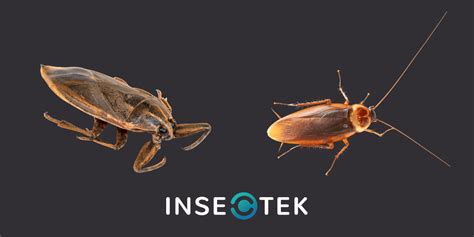 Water Bug vs. Cockroach – What is Infesting Your Home? - Insectek Pest Solutions