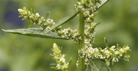 Epazote (Chenopodium ambrosioides) organically grown flower seeds ...