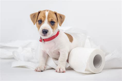 Getting A New Puppy? Here Are 5 Tips For Potty Training!