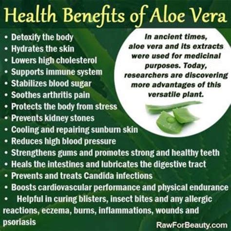 Aloe Vera vs. Coconut Oil: Benefits and Uses! Which Is better? - Bellatory