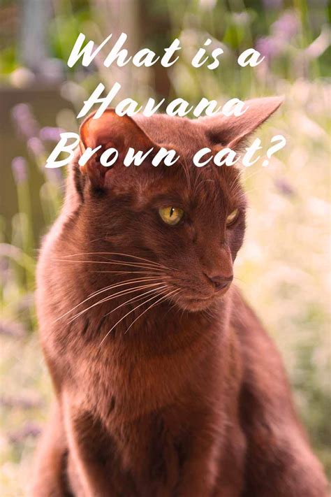 Havana Brown Cat - A Complete Guide To An Unforgettable Cat