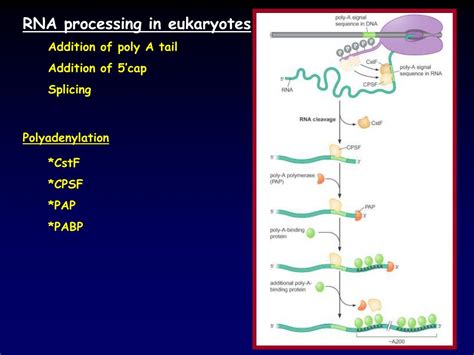 PPT - Polyadenylation and Termination PowerPoint Presentation, free download - ID:4558506