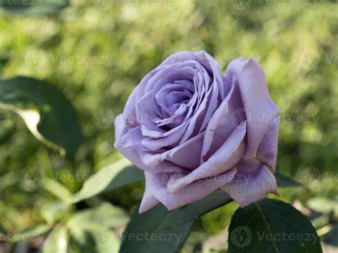 Rare rose flower at cultivation garden species Mamy Blue 12011519 Stock Photo at Vecteezy