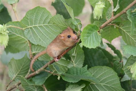 Hazel (or Common) dormouse - People's Trust for Endangered Species