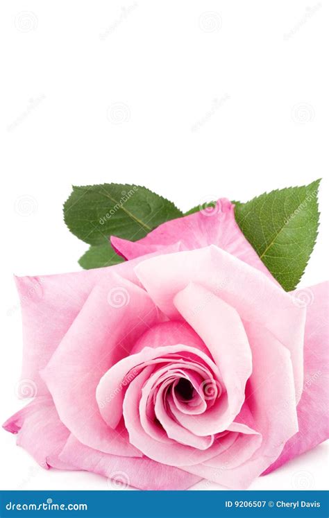 Large Single Pink Rose White Background Stock Image - Image of elegance ...