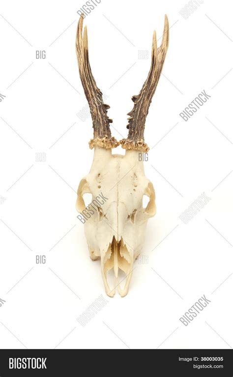 Trophy Antlers Image & Photo (Free Trial) | Bigstock