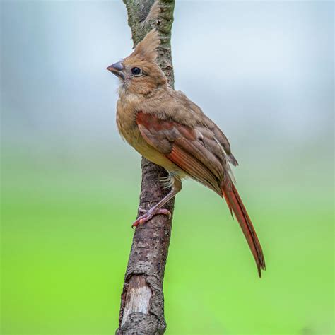 Fledgling Cardinal Photograph by Cathy Kovarik - Pixels