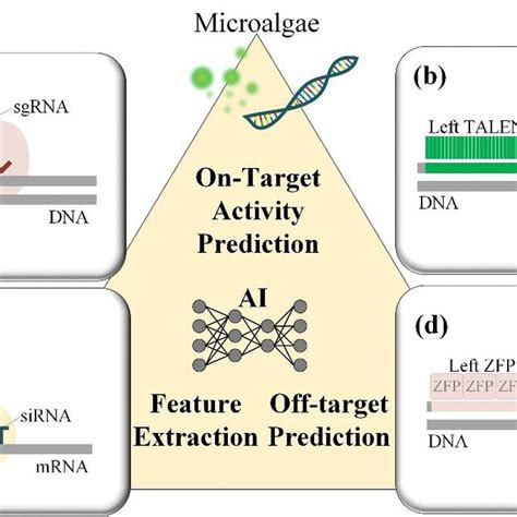 AI application and mechanism of gene editing technique (a) CRISPR/CAS9... | Download Scientific ...