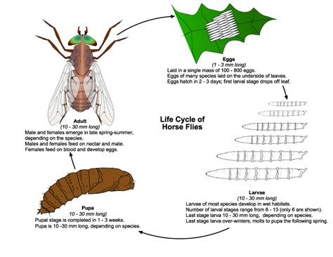 House Fly Life Cycle Time