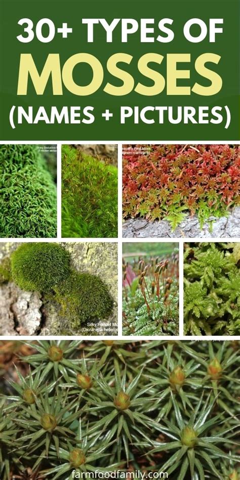 30+ Popular Types Of Mosses With Names, Pictures and Their Uses | Types ...