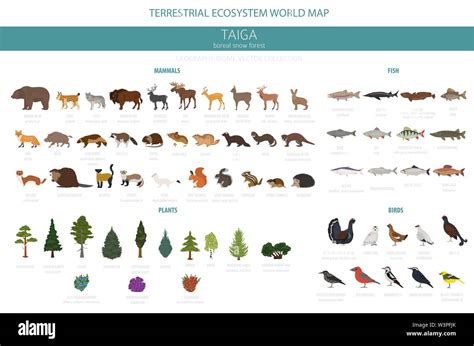 Taiga biome, boreal snow forest. Terrestrial ecosystem world map. Animals, birds, fish and ...