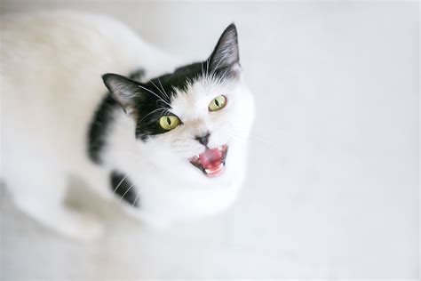 5 Common Cat Noises and What They Mean - All About Cats