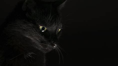 Fonds d'ecran 3840x2160 Chat domestique Noir Fond noir Animaux ...
