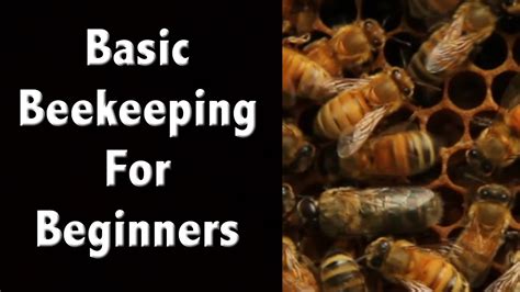 Beekeeping For Beginners and Beekeeping Basics - Off Grid Living - YouTube