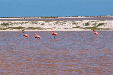 How To Visit the Pink Lakes of Las Coloradas, Mexico