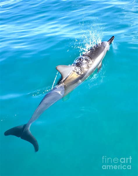 Dolphin Breathing by Greg Clure - Dolphin Breathing Photograph - Dolphin Breathing Fine Art ...