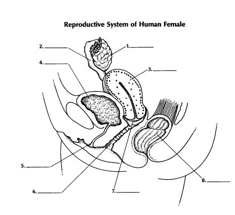 Short Quiz About The Female Reproductive System | Attempts: 23842 - Trivia & Questions