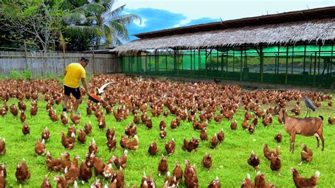 Free-range Chicken Farming(Episode 62)│Feeding hundreds chickens( Farm ...