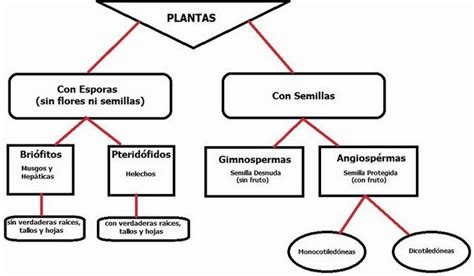 Clasificación de las Plantas - Areaciencias