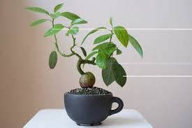 Can I Bonsai an Avocado Plant? - About Bonsai