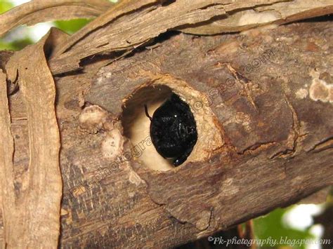 Picture of carpenter bee nest, how to get rid of black widow spiders in my yard