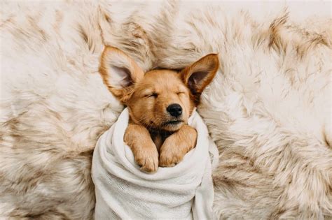 Cute Puppies - 15 Images That Will Melt Your Heart For Sure