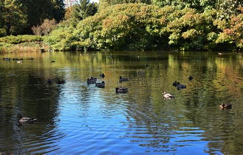 Pond with Ducks in the Park Stock Image - Image of clouds, outdoors: 128400467