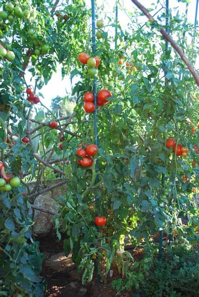 Growing Heirloom Tomatoes, Planting Heirloom Tomatoes