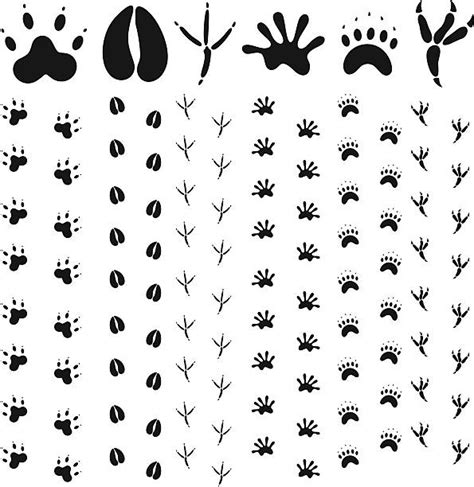 20+ Possum Footprints Stock Illustrations, Royalty-Free Vector Graphics ...