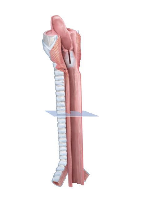 Introduction to laryngeal clefts on Behance