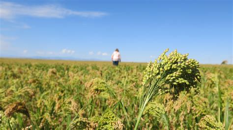 Can Millet Take On Quinoa? First, It'll Need A Makeover : The Salt : NPR