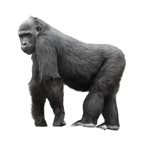 3,800+ Silver Back Gorillas Pictures Stock Photos, Pictures & Royalty-Free Images - iStock