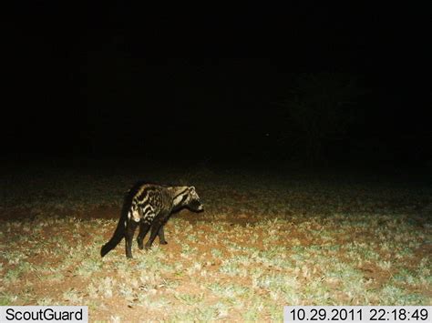 Closer look: civets and genets | Snapshot Serengeti