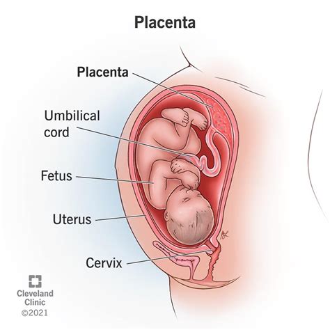 What is Placenta - Class 10th - CBSE Class Notes Online - Classnotes123