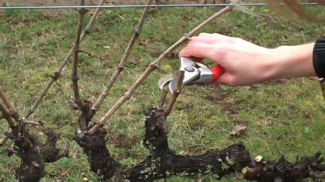 Spur Pruning Grapevines.mp4. Very clear instruction & easy to understand fr OSU extension ...