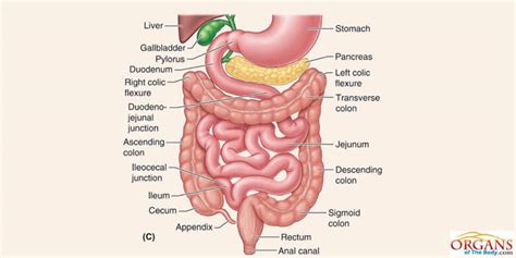 Small Intestine Structure Diagram