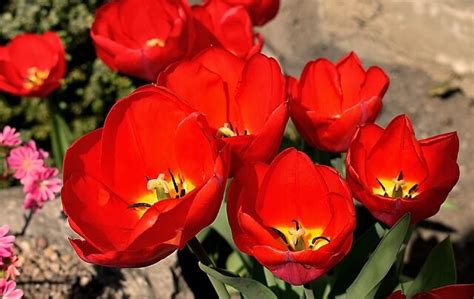 [THÚ VỊ] Hoa Tulip Đỏ | Flowerfarm.vn - shophoa