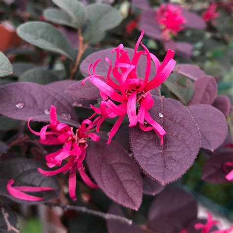 Chinese Fringe Flower 'Fire Dance' (Loropetalum Chinense