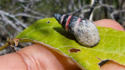 Seychelles Snail, Once Believed Extinct Due To Climate Change, Reappears In The Wild | The ...