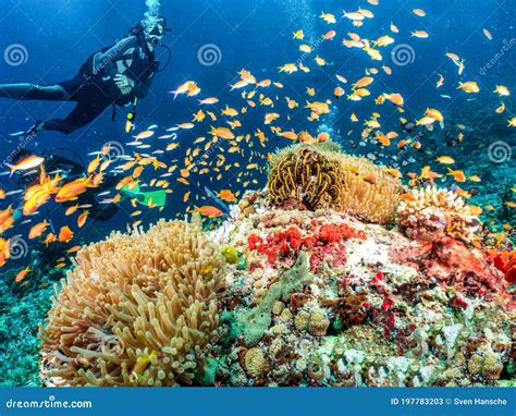 A Scuba Diver Explores a Coral Reef in the Indian Ocea, Maldives, Stock Image - Image of ocean ...