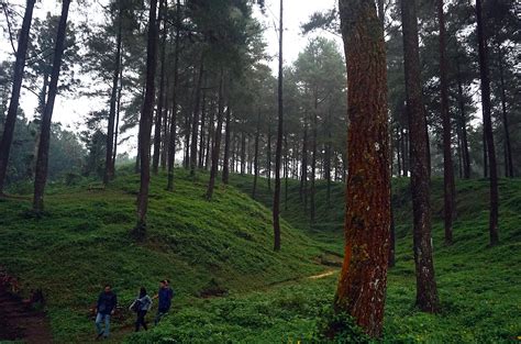 Menikmati Sejuknya Hutan Pinus Limpakuwus - Mongabay.co.id