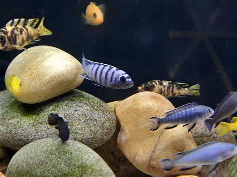 Mbuna juvie identification : r/Cichlid