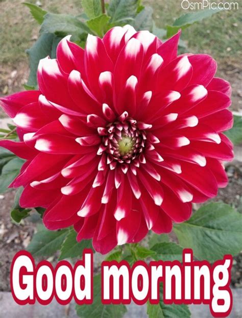 Osm Pic Of Good Morning Flowers | Good morning flowers, Morning flowers, Good morning sweetheart ...