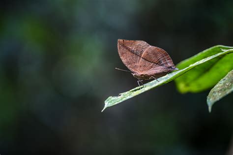 The dead leaf butterfly: Master of camouflage - CGTN