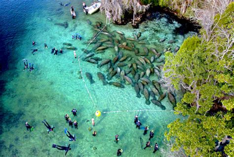 Manatee Season at the Florida Springs – Florida Springs Passport