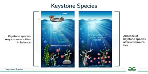 Keystone Species and Their Role in Ecosystem - GeeksforGeeks