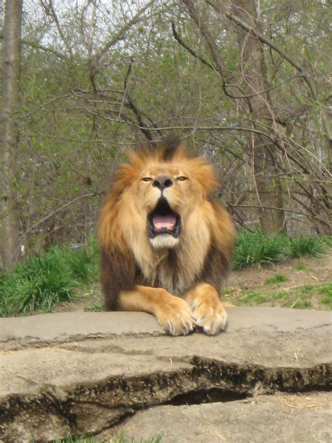 Lion! (Pittsburgh Zoo) | Pittsburgh zoo, Zoo, Big cats