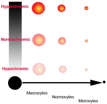 Blood cell indices - MCV and MCHC