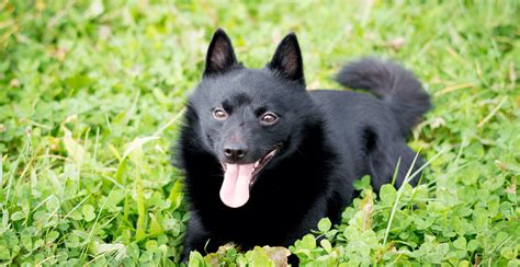 Schipperke Breed Guide (Lifespan, Size & Characteristics)