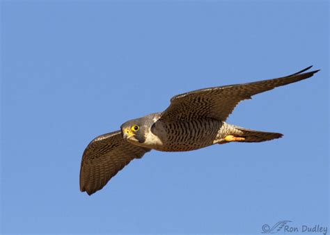 Peregrine Falcon Circling Prey – Feathered Photography